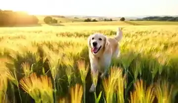 Пёс бежит по полю